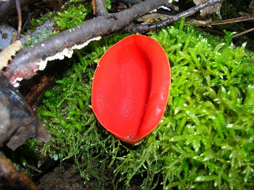 Sarcoscypha jurana       (Boud.)      Baral